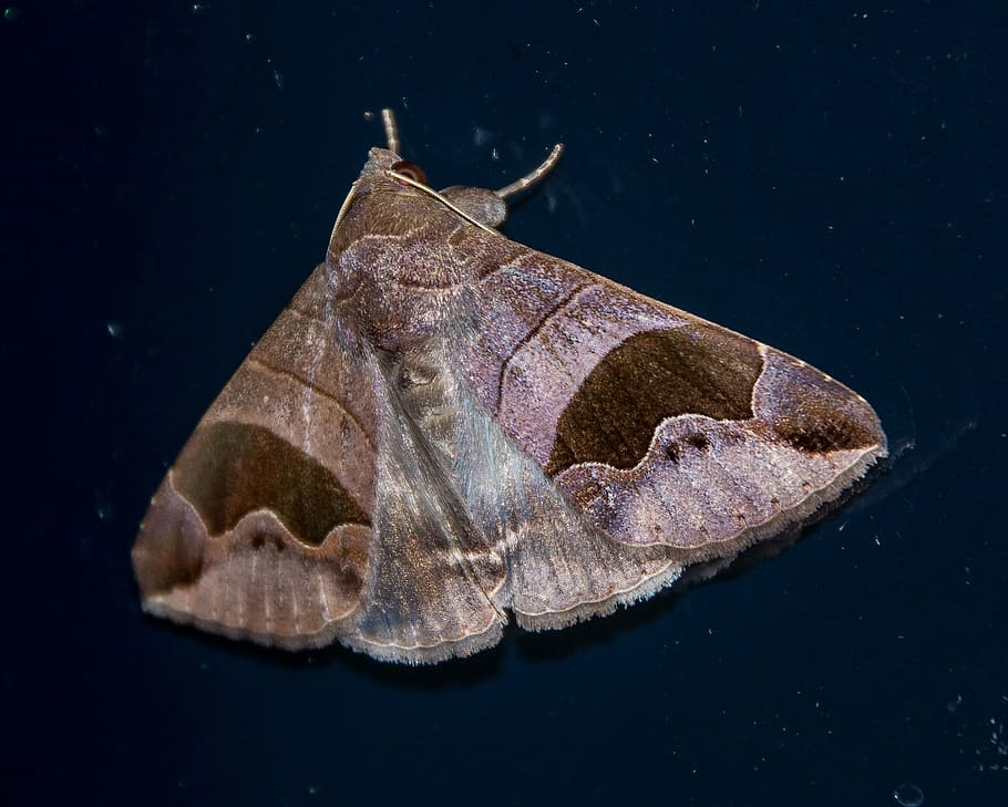 moth, large, insect, brown, pattern, wild, wing, night, queensland HD wallpaper