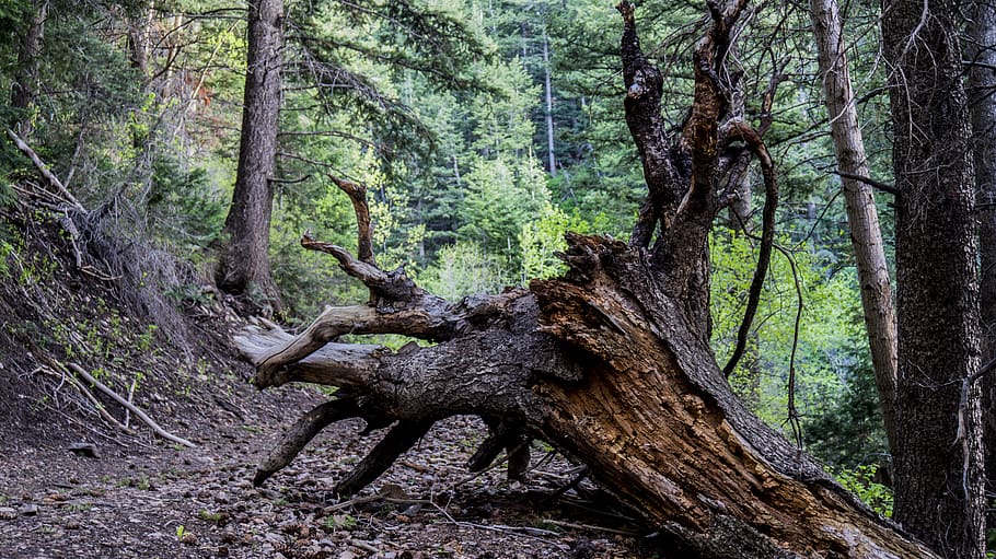 tree, roots, summer, tree with roots, tree roots, environment HD wallpaper