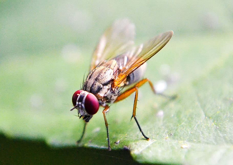 closeup photo of brown fly on green leaf, fruit fly, inset, wings