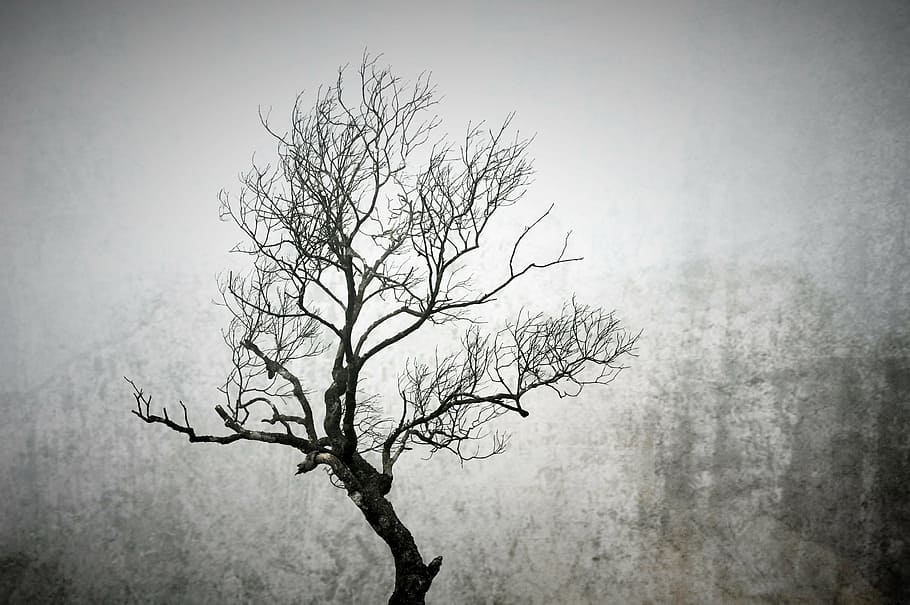 grayscale tree, winter, winter trees, branch, frozen, cold HD wallpaper