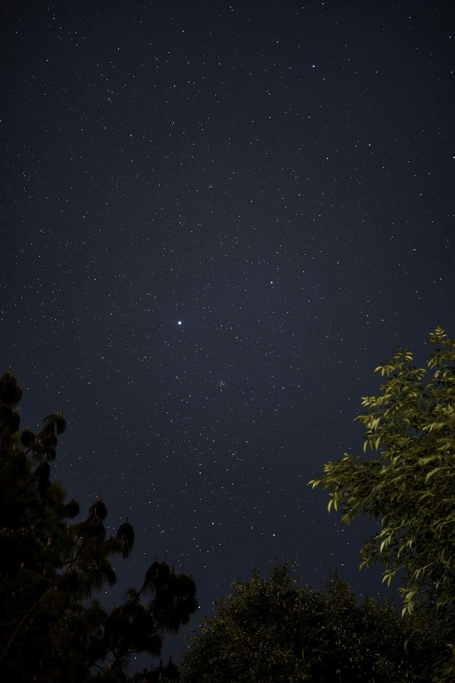 green trees under starry night, green leafed trees under starry sky HD wallpaper