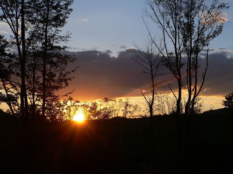 sunset, woods, nature, tree, outdoor, sky, silhouette, beauty in nature HD wallpaper