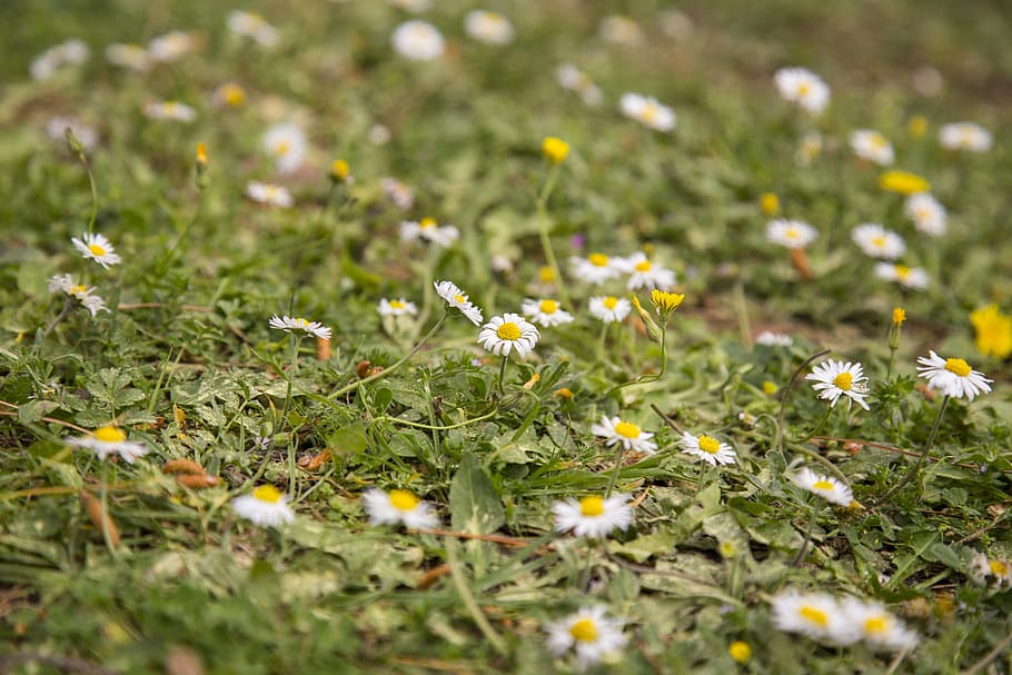 flower, daisy, grass, garden, plant, nature, flowers, yellow HD wallpaper