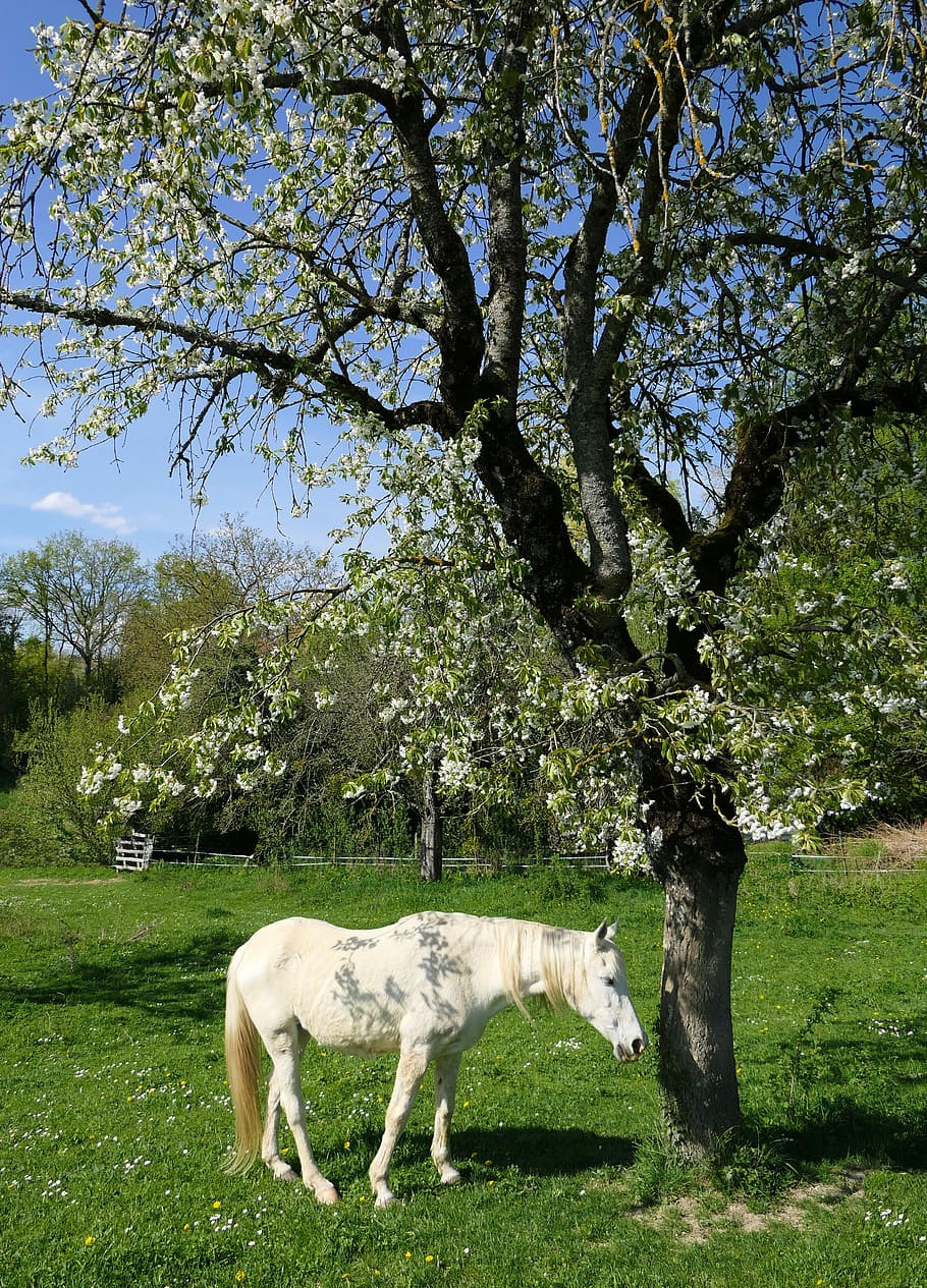 white horse beside tree, cherry, shadow, animal, asleep, plant HD wallpaper