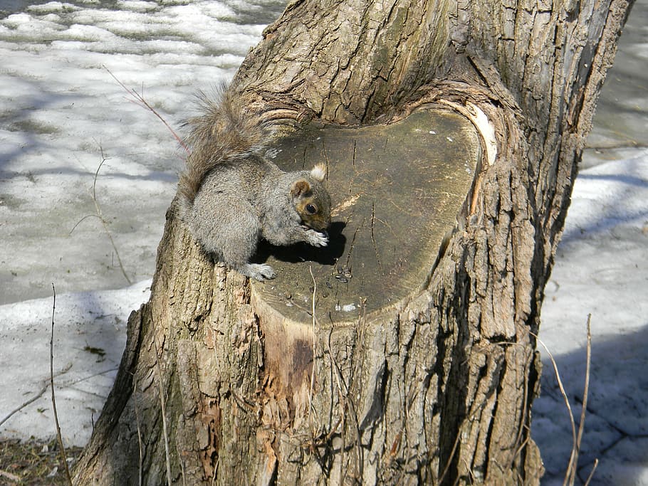 squirrel, spring, wild animals, tree, cute, curious, nature HD wallpaper