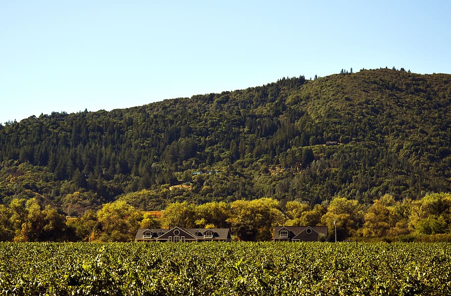 landscape, hill, nature, agriculture, wine, vineyard, winery