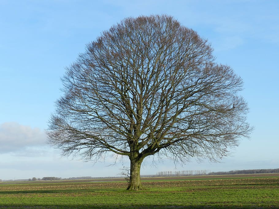 tree, oak tree, lonely, autumn, sky, plant, field, land, landscape HD wallpaper