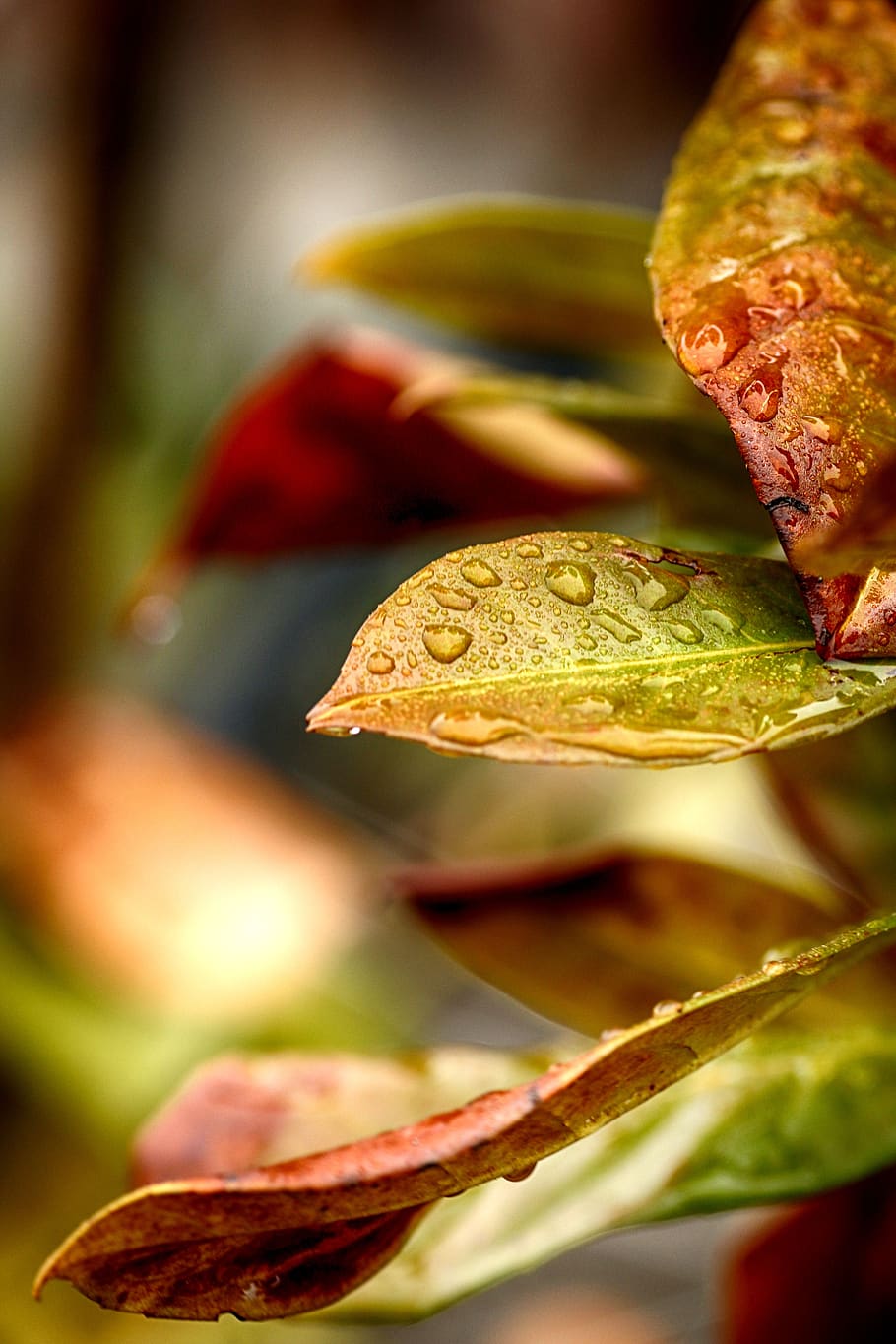 leaf, nature, flora, growth, close-up, animal themes, vertebrate HD wallpaper