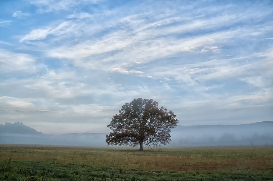 tree, sky, field, scene, countryside, leaf, grass, cloud - sky HD wallpaper