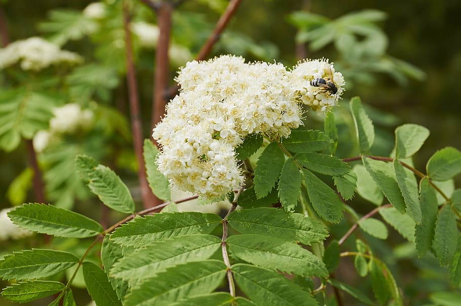 tree, bloom, plant, branch, nature, spring flowering, flowering trees HD wallpaper
