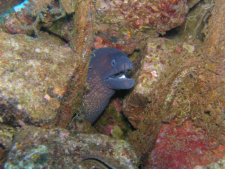 moray, diving, underwater, croatia, head, mediterranean, animals in the wild HD wallpaper
