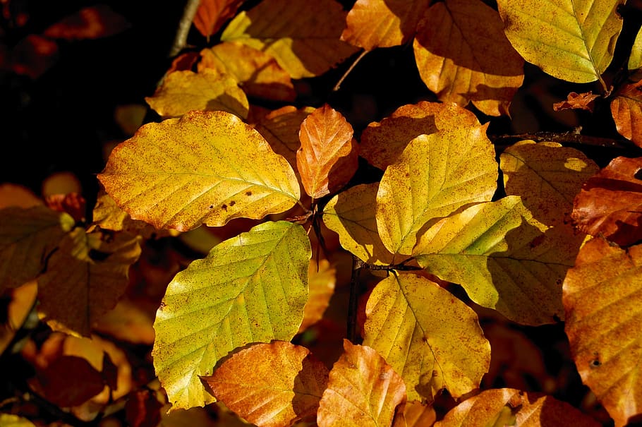 autumn, beech leaves, fall foliage, fall color, yellow, herbstimpression, HD wallpaper