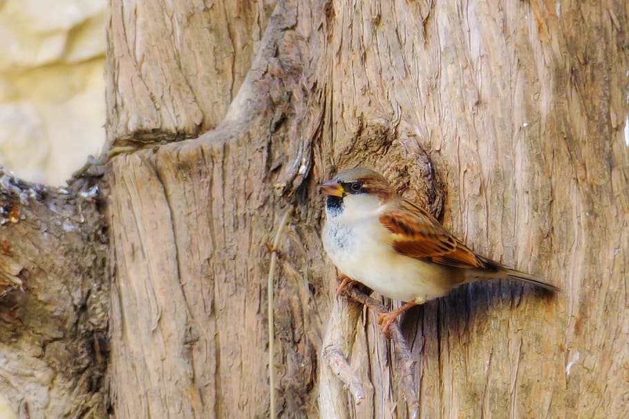 palm, feather, bird, stone, sparrow, beak, eye, coffee, fly HD wallpaper