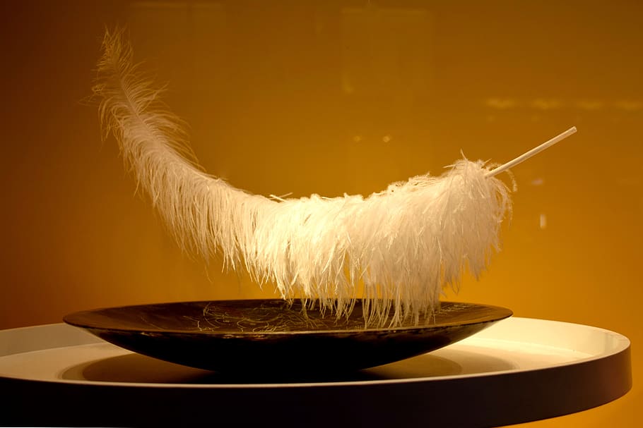 feather, plate, indoors, close-up, studio shot, no people, food and drink HD wallpaper