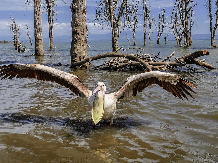 brown sea gull on body of water, pelikan, attack, angry, threat HD wallpaper