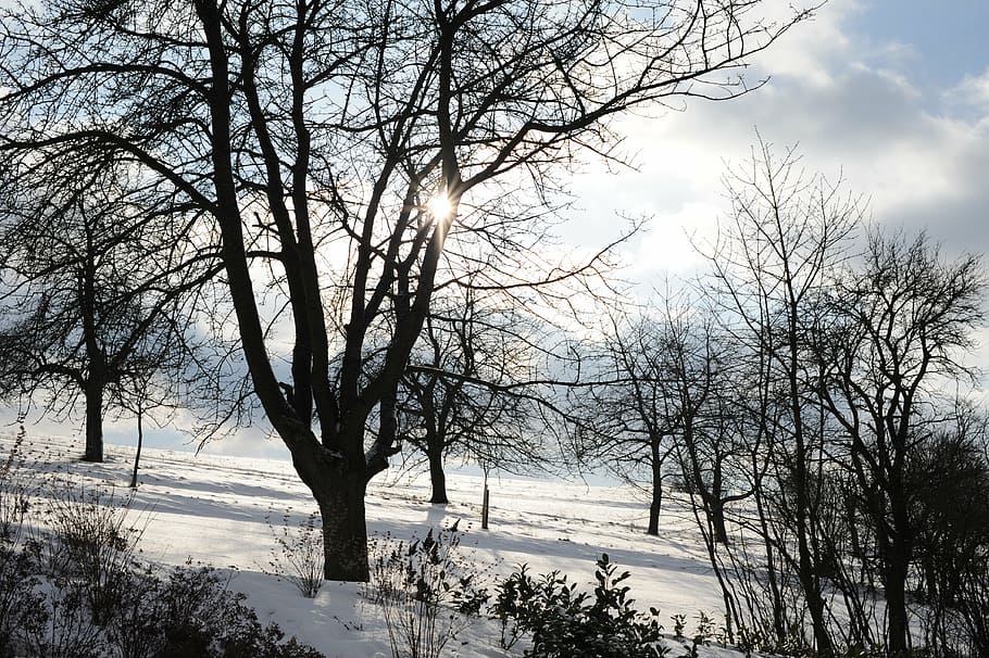 eberdingen, winter, sun, tree, nature, snow, frost, cold - Temperature HD wallpaper