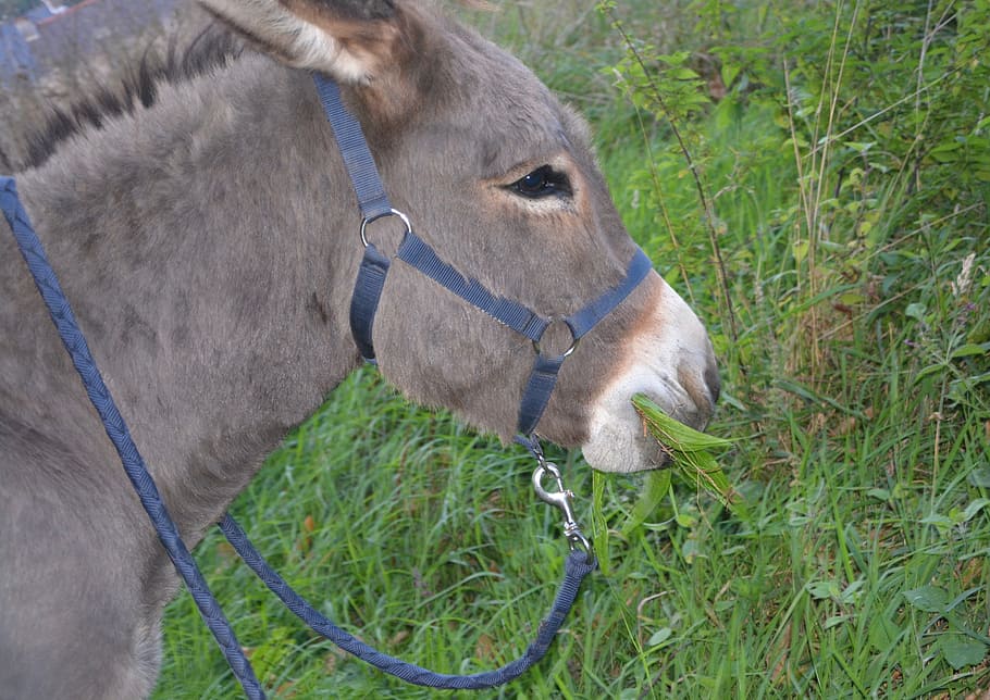 donkey, head, profile, halter, equine, eat, grass, mammal, animal HD wallpaper
