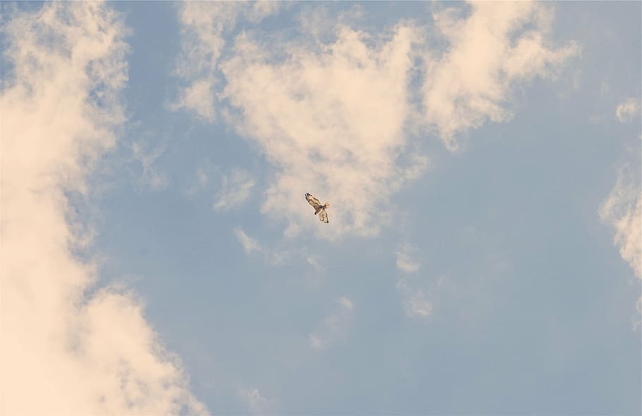 gray and white bird flying on the sky, blue, daytime, wings HD wallpaper