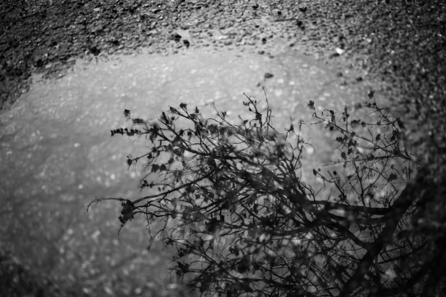 rain, water, reflection, nature, tree, plant, growth, branch HD wallpaper