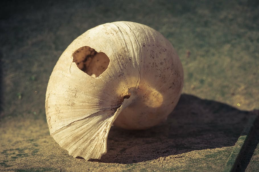 white shell with crack on top, broken, empty, close, leave, nature