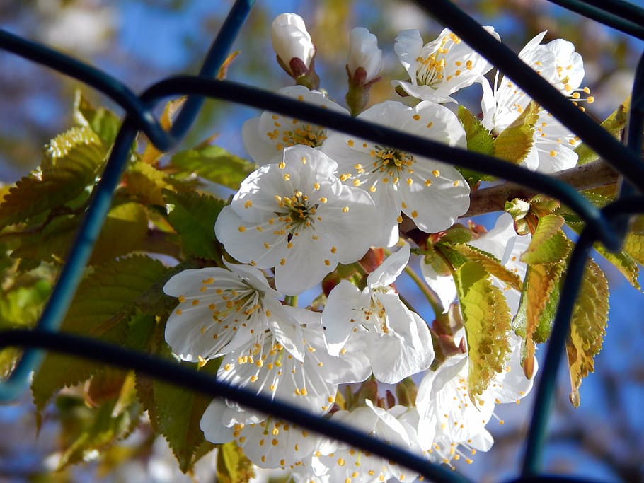 flowers, spring, colors, tree, nature, springtime, branch, blossom HD wallpaper