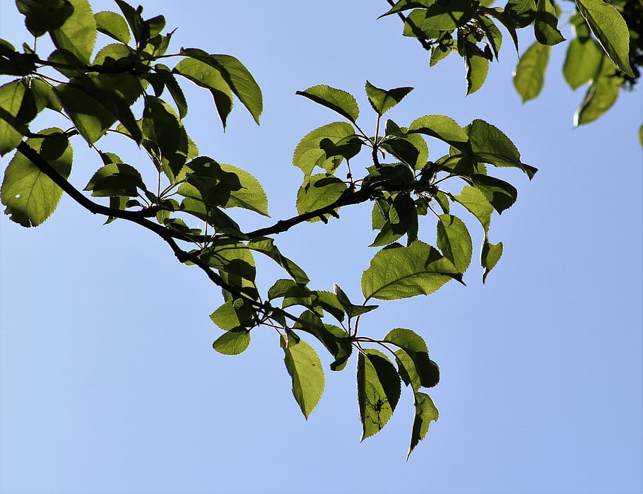 leaf, tree, branch, nature, flora, plant part, sky, green color HD wallpaper
