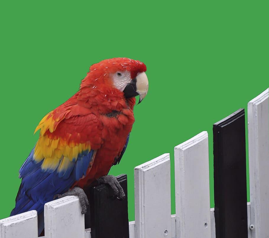 parrot, red, colorful, bird, animal themes, vertebrate, animal wildlife HD wallpaper