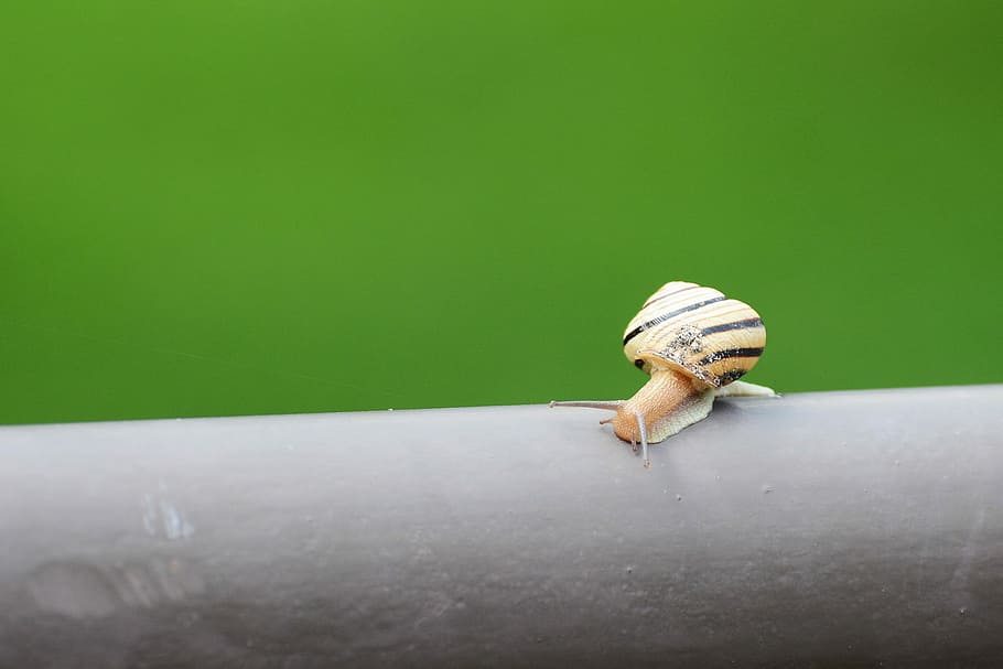 Snail, Nature, Slow, Macro, Slimy, Slug, small, one animal HD wallpaper