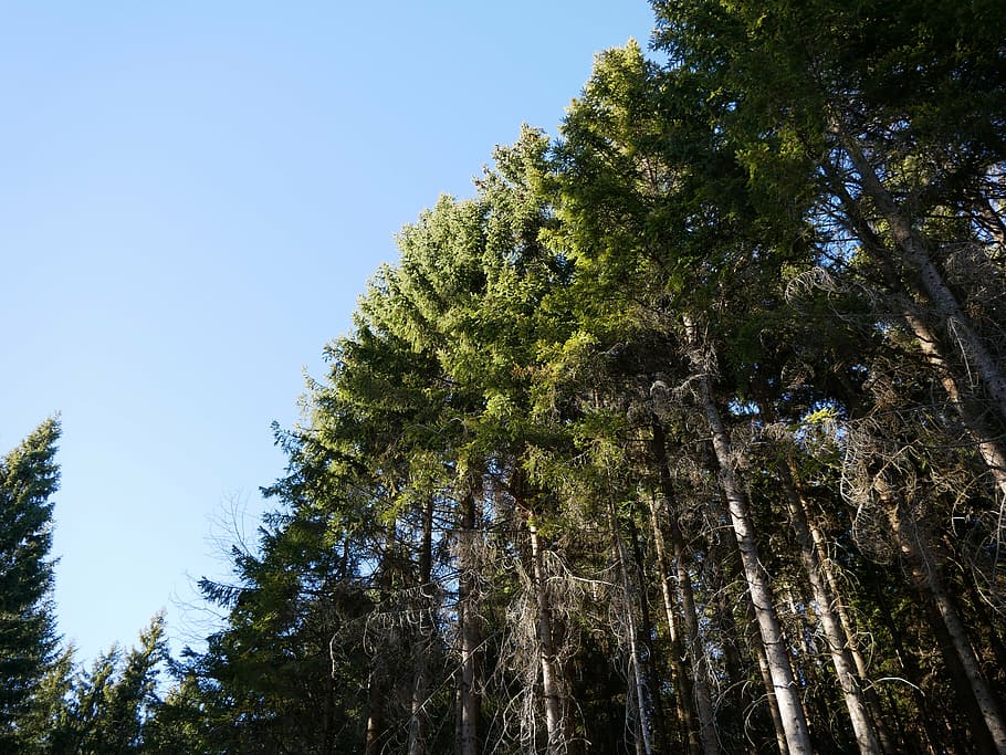 forest, trees, landscape, conifers, tree trunks, autumn, tribe HD wallpaper