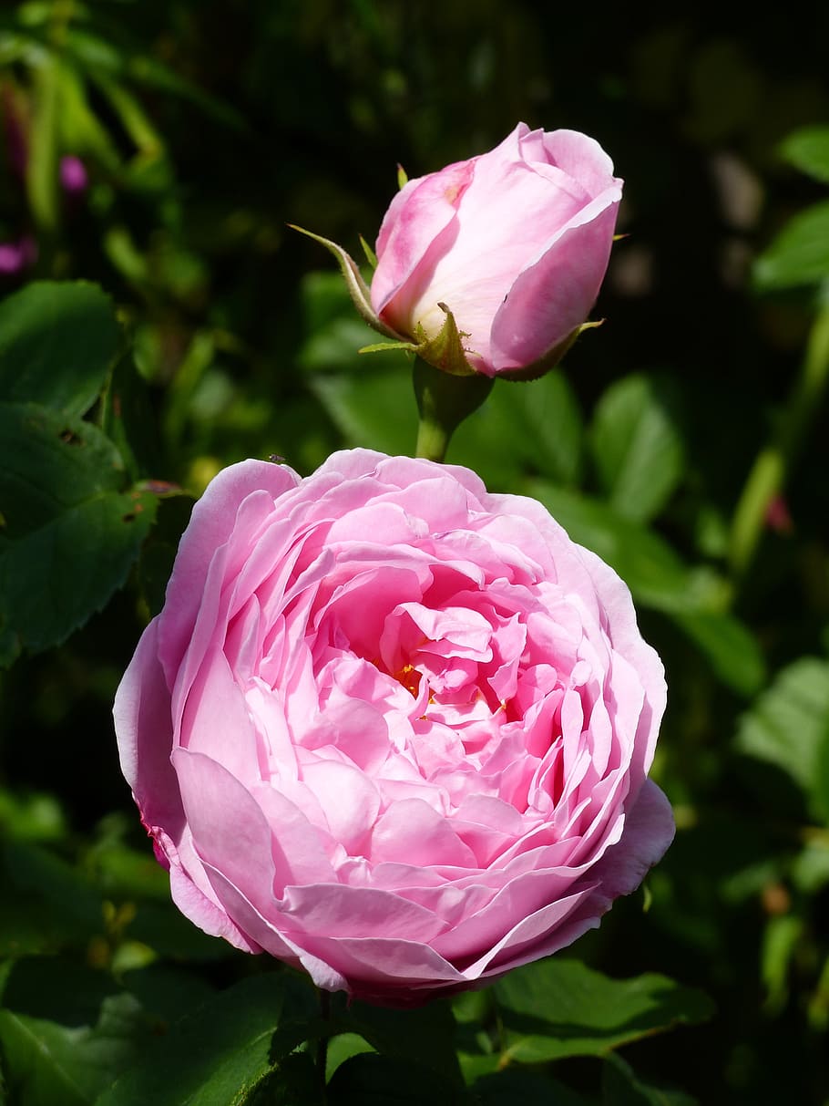 ros, rosebud, color, pink, foliage, summer, garden, flowering plant