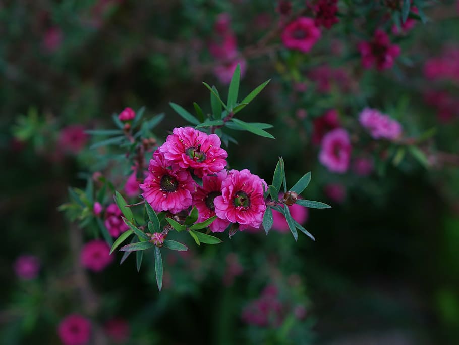 selective focus photography of pink petaled flowers at daytime, HD wallpaper