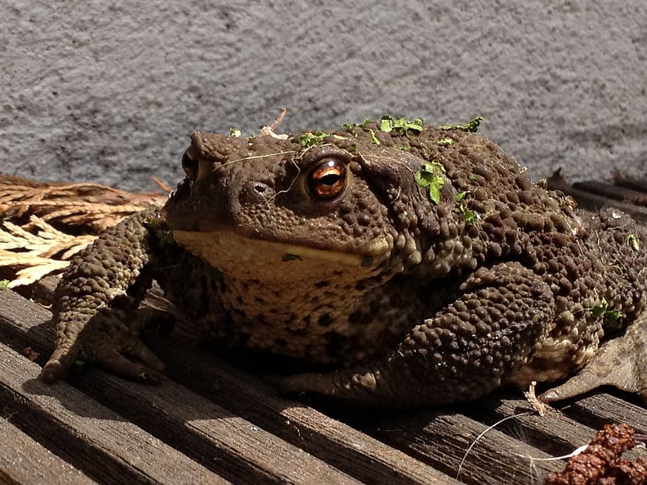 toad, frog, amphibian, brown, animal, nature, wildlife, small, HD wallpaper