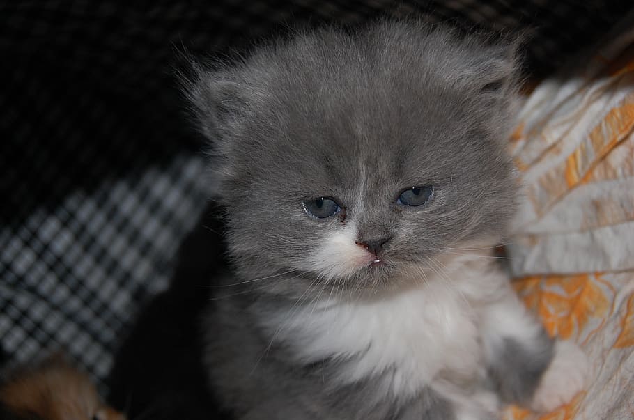 toddler, kitty, pet, animal, mammal, animal themes, domestic HD wallpaper