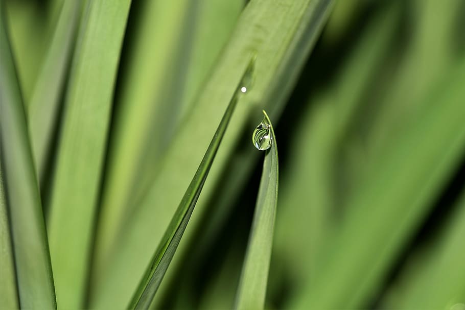 raindrop, dewdrop, water, nature, leaf, drip, drop of water HD wallpaper