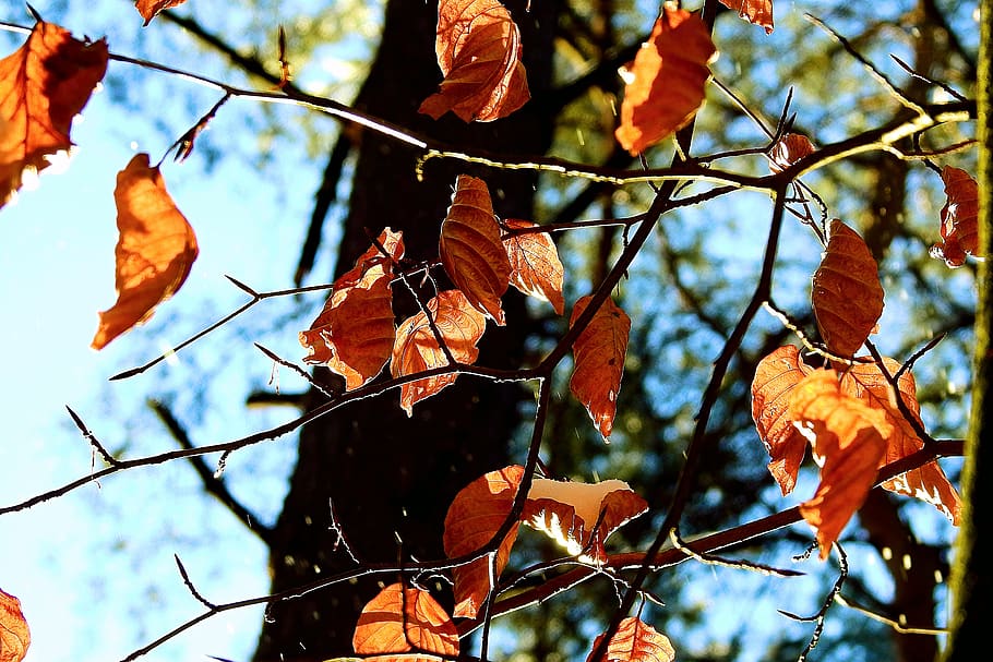 tree, leaf, nature, branch, winter, autumn, plant, plant part HD wallpaper