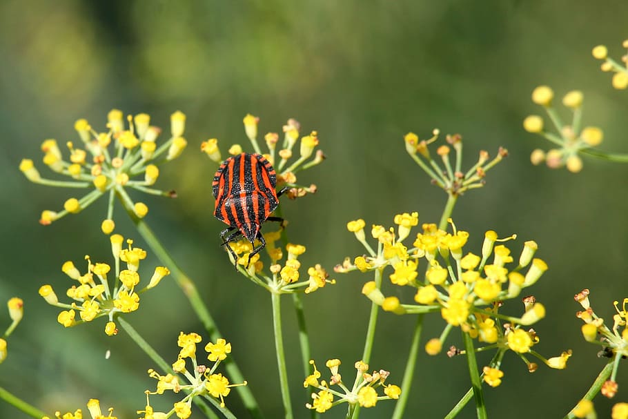 fenchelbüte, strip bug, blossom, bloom, insect, yellow, fennel HD wallpaper