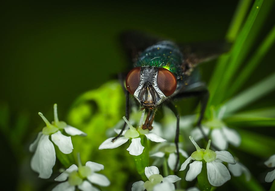 insect, nature, outdoors, sheet, no one, meat fly, flower, macro HD wallpaper