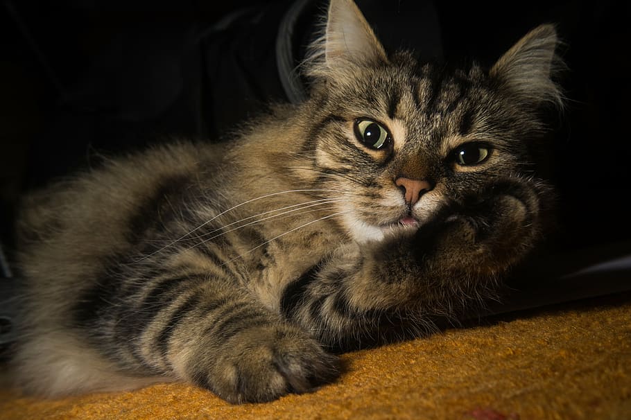 brown tabby cat, norwegian forest cat, cat's eyes, cute, ears, HD wallpaper