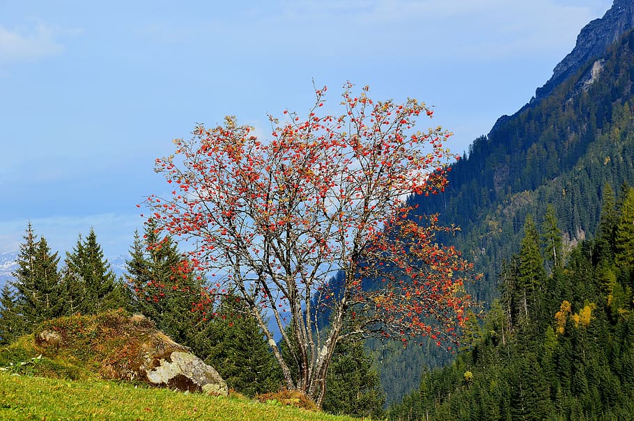 autumn, red, gschnitztal, tyrol, austria, tree, nature, mountain HD wallpaper
