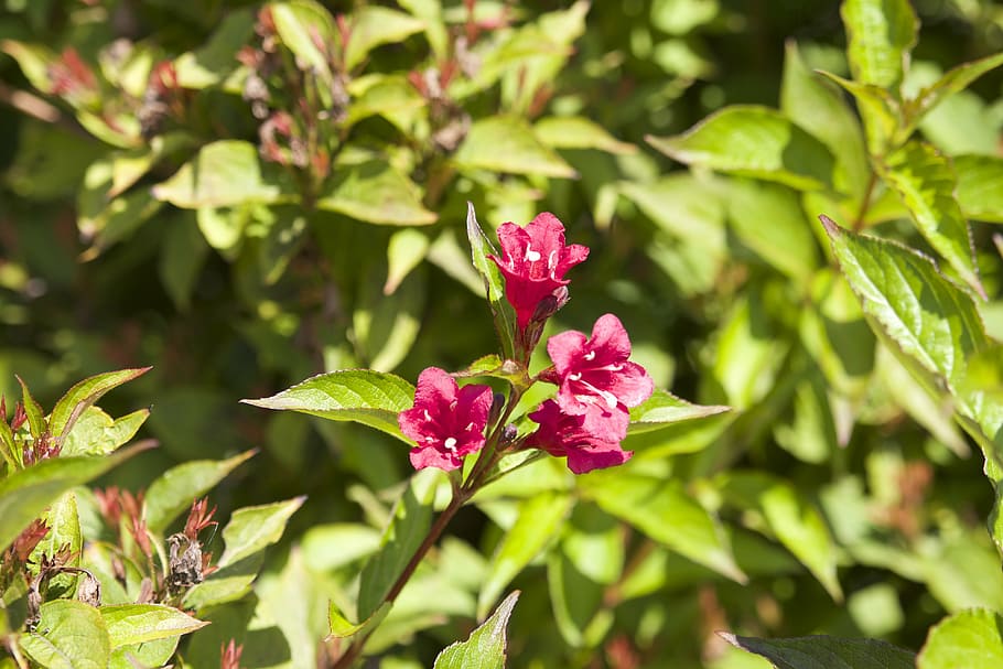 macro, sheet, nature, colors, spring, flower, pink, leaf, plant HD wallpaper