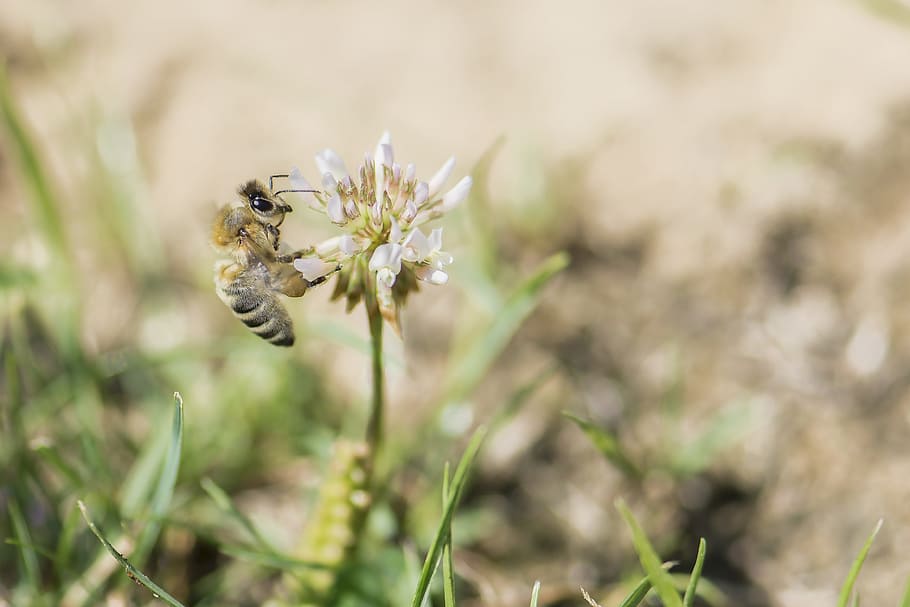 bee, meadow, blossom, bloom, close, insect, fly, summer, nature HD wallpaper