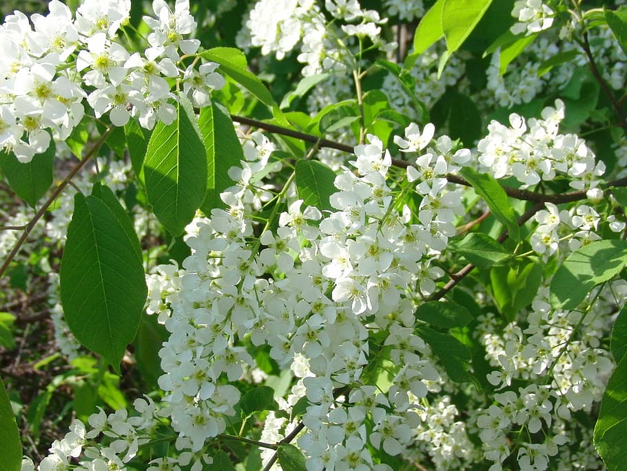 bird-cherry tree, bloom, white flowers, spring, greens, macro photography HD wallpaper