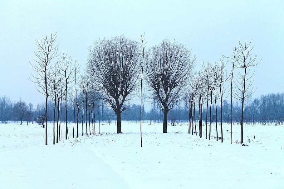 cold, snow, trees, winter, cold temperature, tranquil scene HD wallpaper