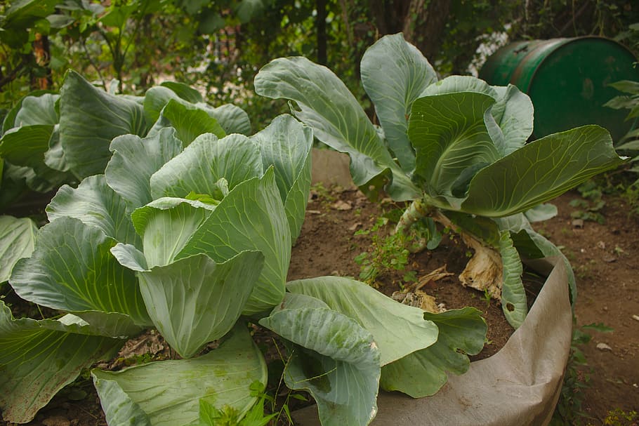 cabbage, garden, fresh, organic, growing, harvest, plant, vegetarian HD wallpaper