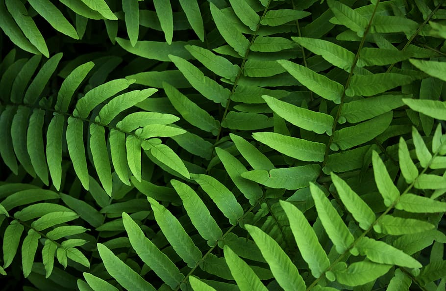 close up photography of green fern plants, green leaves, leaf HD wallpaper