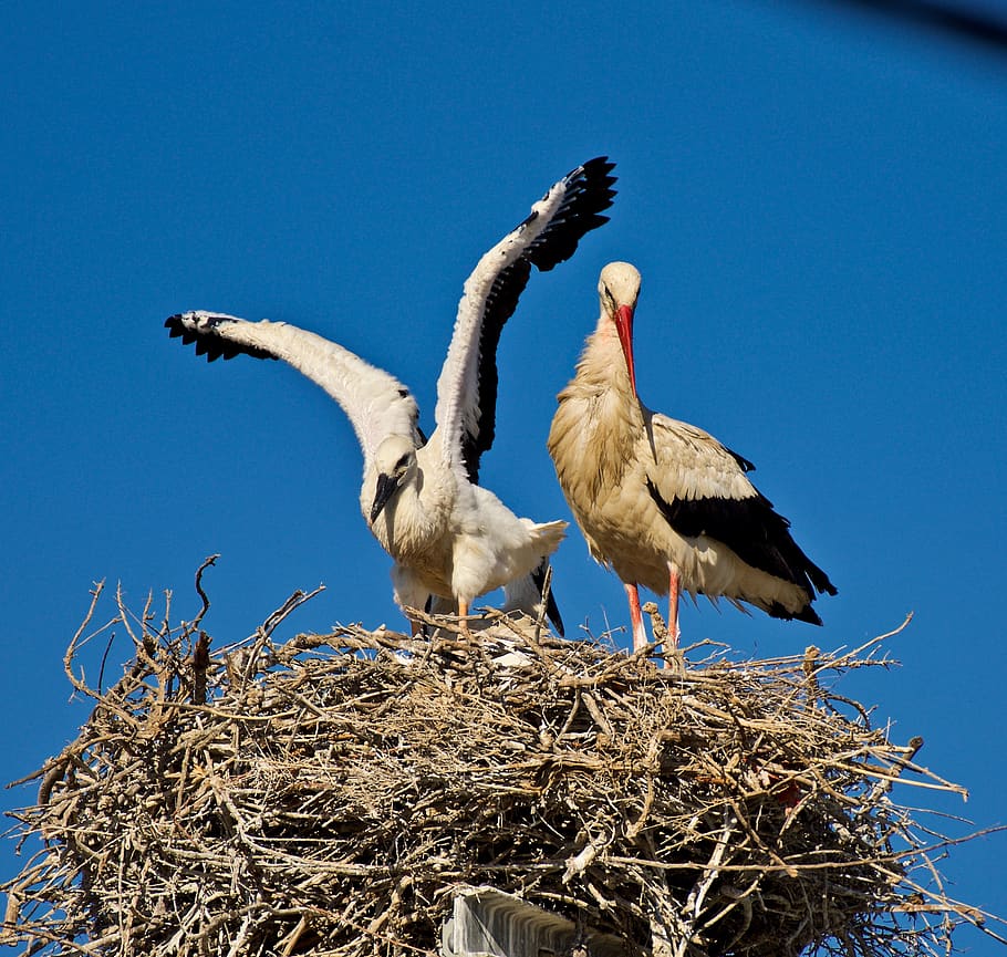 stork, nature, bird, animal themes, animal wildlife, vertebrate HD wallpaper