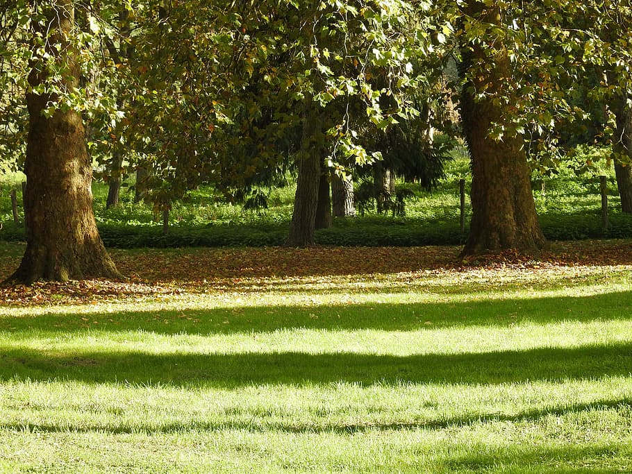 nature, forest, shadow, grass, light, green, early fall, the nature HD wallpaper