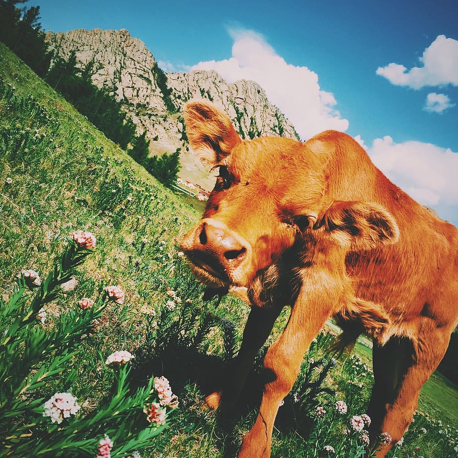 brown, calf, cattle, cow, animal, mammal, green, grass, flower HD wallpaper