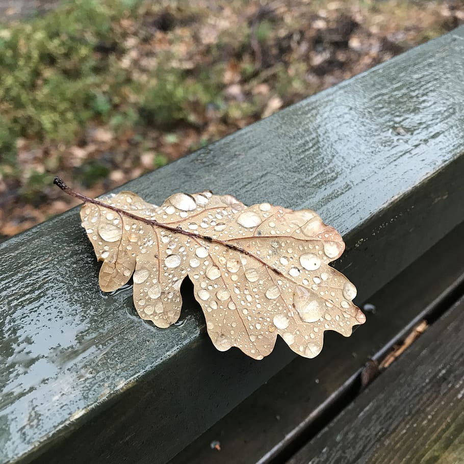 oak, leaf, raindrop, autumn, fall, close-up, plant part, focus on foreground HD wallpaper