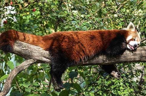brown animal laying on tree branch, panda, funny, depend, little bear HD wallpaper